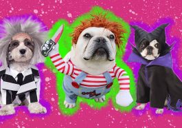 Pet Costumes That Will Make Your Furry Friend the Star of Any Horror Gathering