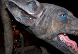 Mystery of Chupacabra