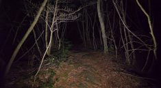 Aokigahara Forest