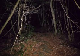 Aokigahara Forest