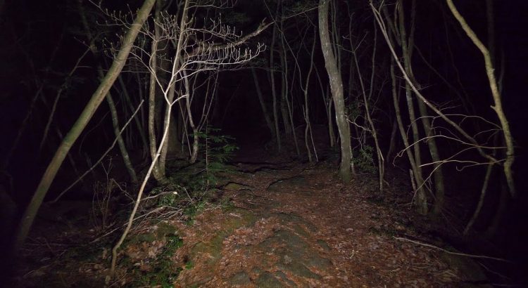 Aokigahara Forest