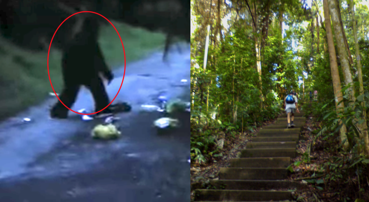 Bukit Timah Monkey Man