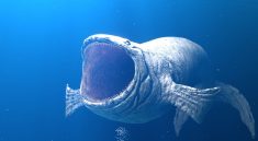 The Bloop Phenomenon