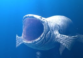 The Bloop Phenomenon