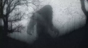 Shadow in the Grasslands: Ucumar Spotted on Camera in Argentina