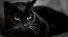 Black Cat Mystery