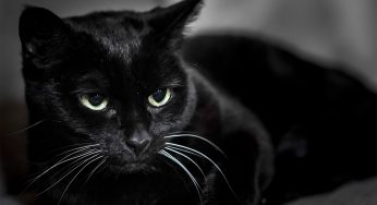 Black Cat Mystery: Can It Really Raise the Dead? The Truth Behind the Chilling Myth!