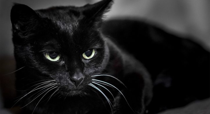 Black Cat Mystery: Can It Really Raise the Dead? The Truth Behind the Chilling Myth!