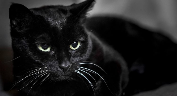 Black Cat Mystery