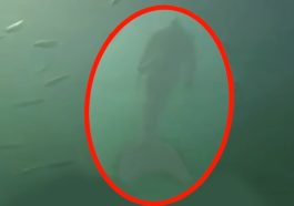 Mermaids