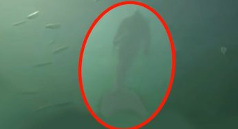 Secret Footage Leaked: Are Mermaids Actually Real and Hiding Among Us?