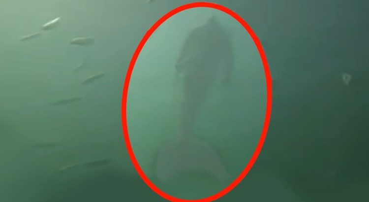 Mermaids