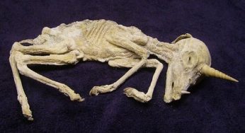 Unicorns Were Real? Fossil Discovery Shocks the Scientific World!